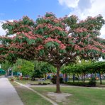Albízia ružová (Albizia Julibrissin) ´TROPICAL DREAM´® - výška 30-50 cm, kont. C2L